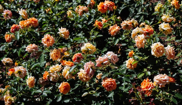 Färgglada rosor i en rosenträdgård — Stockfoto