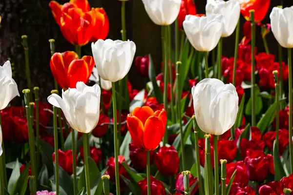 Blühende Tulpenblüten im Frühling als floraler Hintergrund — Stockfoto
