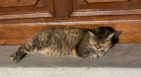 Precioso gato como animal doméstico en vista —  Fotos de Stock
