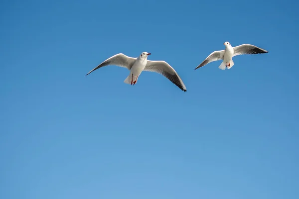 Möwe fliegt in blauem Himmel — Stockfoto