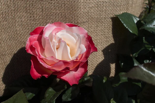Όμορφο πολύχρωμο λουλούδι τριαντάφυλλο — Φωτογραφία Αρχείου