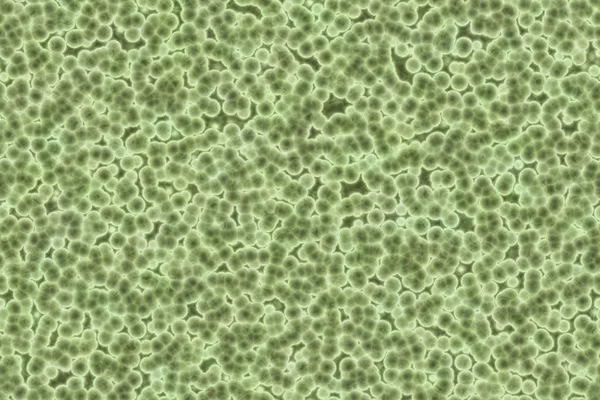 Shape of bacterial cell: cocci, bacilli, spirilla bacteria — Stock Photo, Image