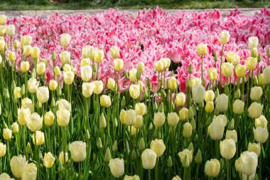 Çiçek arka plan olarak baharda çiçeklenme lale çiçekler