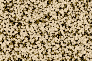 Bakteri hücre şekli: cocci, basiller, spirillum bakteri 