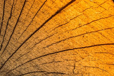 Arka plan olarak ağaç güdük yüzey kesme