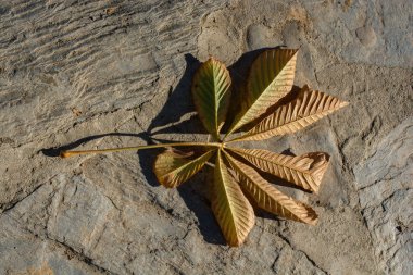 Görünümünde bir ayrı kuru yaprak