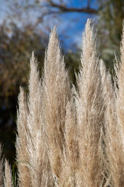 Cortaderia selloana, comúnmente conocida como hierba de pampas, en exhibición — Foto de Stock