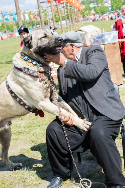 Türk doğurmak çoban köpeği kangal olarak koruma köpek
