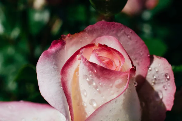 Flor hermoso brote de rosa de colores en el fondo floral — Foto de Stock