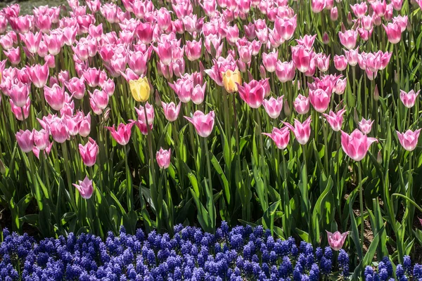 Flores de tulipán florecientes en primavera como fondo floral — Foto de Stock