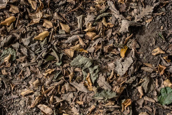 Bruine blad textuur en achtergrond. Droge bladeren achtergrondstructuur — Stockfoto