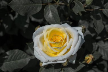 Güzel renkli gül çiçek