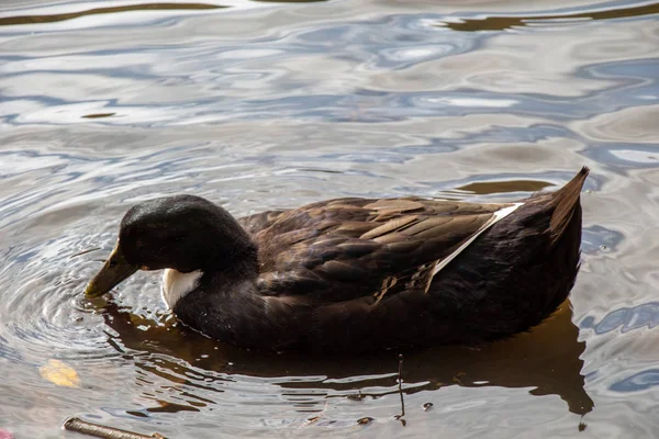 Дикая утка плавает в пруду — стоковое фото