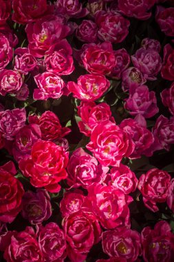 Çiçek arka plan olarak baharda çiçeklenme lale çiçekler