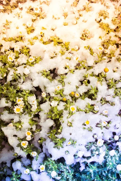 Las primeras flores de la primavera bajo la nieve — Foto de Stock