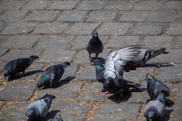 Lovely pigeon birds lfeeding in urban environment