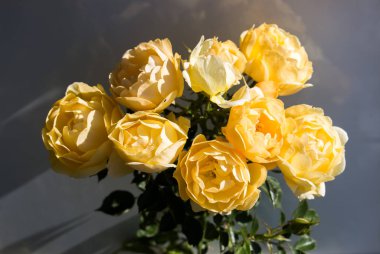 Beyaz bir arka plan ile güzel güller