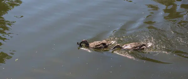 Pato selvagem nadando na lagoa — Fotografia de Stock