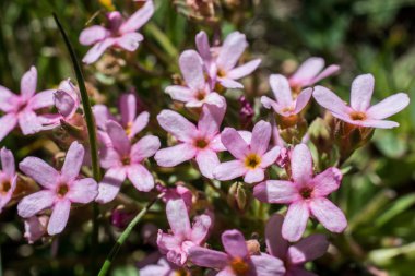 Görüntü güzel renkli kır çiçekleri blooming