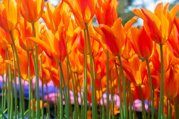 Fioritura fiori di tulipano in primavera come sfondo floreale — Foto Stock
