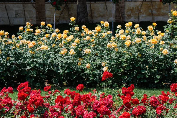 Bir botanik parkında kırmızı ve pembe güller