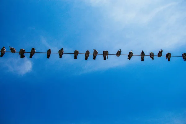 Pigeons perched on wire with sky background — Stock Photo, Image