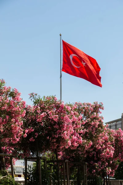 Pembe çiçekleri olan ağaçlar arasında Türk bayrağı, backgro'da mavi gökyüzü
