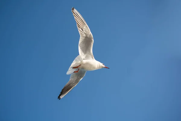 Pair of seagulls flying in blue a sky — Stock Photo, Image