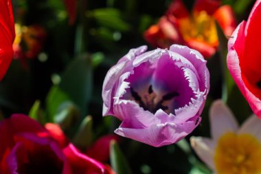 Çiçek arka plan olarak baharda çiçeklenme lale çiçekler