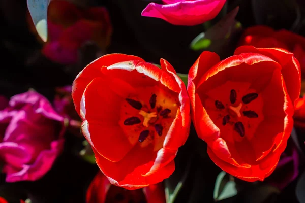 Flores de tulipa florescendo na primavera como fundo floral — Fotografia de Stock