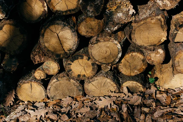 Trä stockar i en skog på displayen — Stockfoto