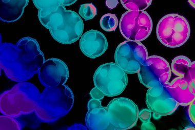 Bakteri hücre şekli: cocci, basiller, spirillum bakteri 