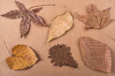Kuru sonbahar kağıt dokusu üzerinde yaprakları