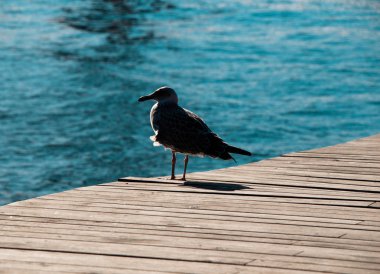 Ahşap iskelede martı, arka planda deniz.