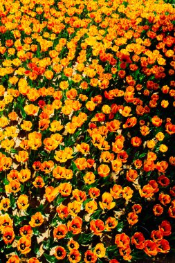 Bahçedeki renkli Lale çiçek çiçeklenme