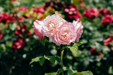 Güzel renkli gül çiçek arka planda çiçeklenme