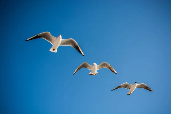 Seagulls are  flying in a sky — Stock Photo, Image