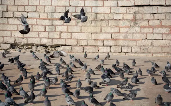 Aves solitarias por vivir en ambiente urbano — Foto de Stock