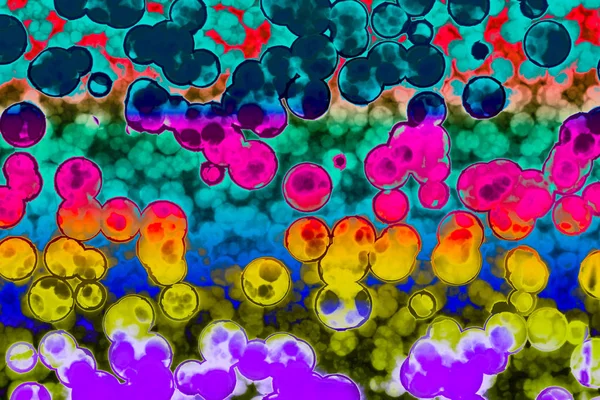 Shape of bacterial cell: cocci, bacilli, spirilla bacteria