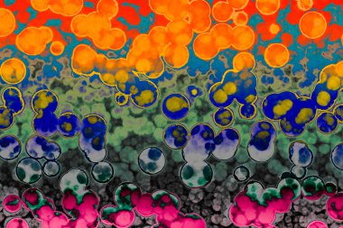 Bakteri hücre şekli: cocci, basiller, spirillum bakteri 