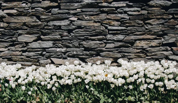 Flores de tulipán de colores florecen en el jardín — Foto de Stock
