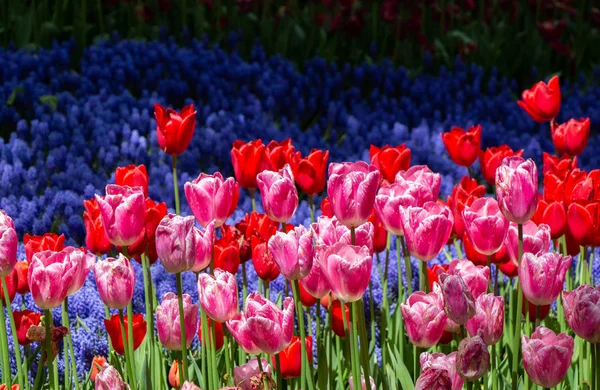 Flores de tulipa florescendo na primavera como fundo floral — Fotografia de Stock