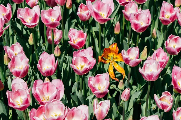 Virágzó tulipán virág tavasszal, mint virágos háttér — Stock Fotó