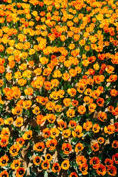 Fiori di tulipano colorati fioriscono in giardino — Foto Stock