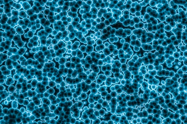 세균성 세포의 모양: cocci, 이십시오, spirilla 박테리아 — 스톡 사진