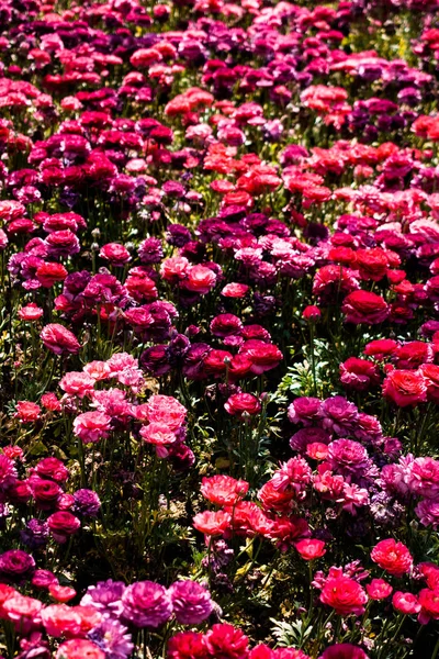 çiçek bir arka plan yapma çiçekler açar