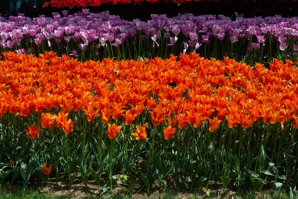 Fleurs de tulipes en fleurs au printemps comme fond floral — Photo
