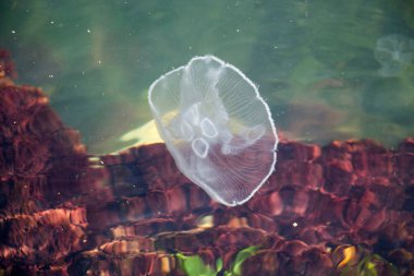 Cam akvaryum tankında şeffaf denizanası