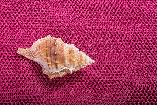Piękne Seashell w widoku — Zdjęcie stockowe