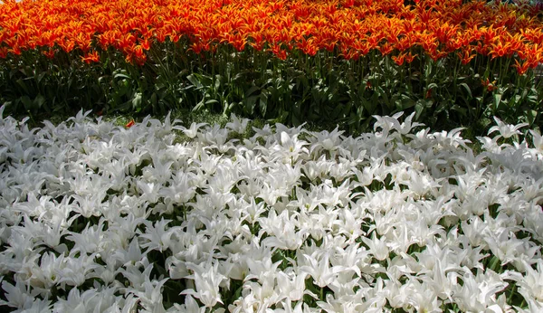 花の背景として春にチューリップの花を咲かせる — ストック写真